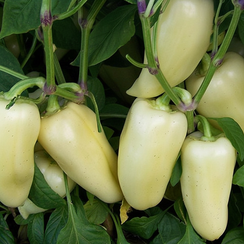 Хаски F1 семена перца сладкого (Enza Zaden / Энза Заден)