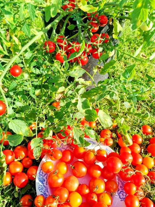 Помидоры Ягодный Ковёр - Berry Carpet Tomato