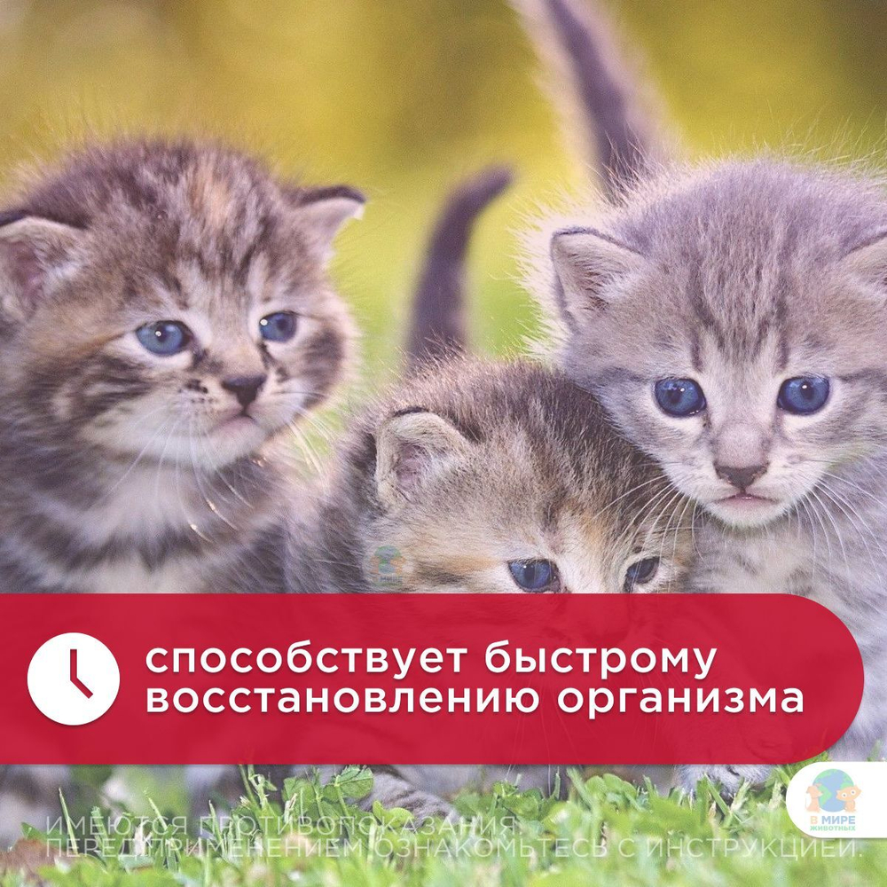 Зоокард Пчелодар Средство для лечения заболеваний сердца у кошек, 1,2 мг, таблетки, 10 шт. Рамиприл.