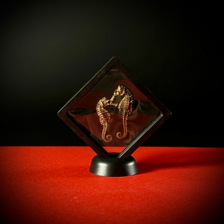 Морские коньки в рамке