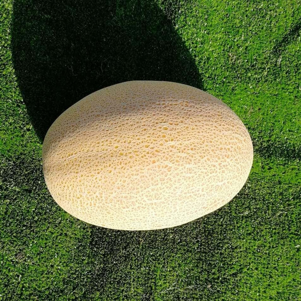 Самит F1 семена дыни (Seminis / Семинис)