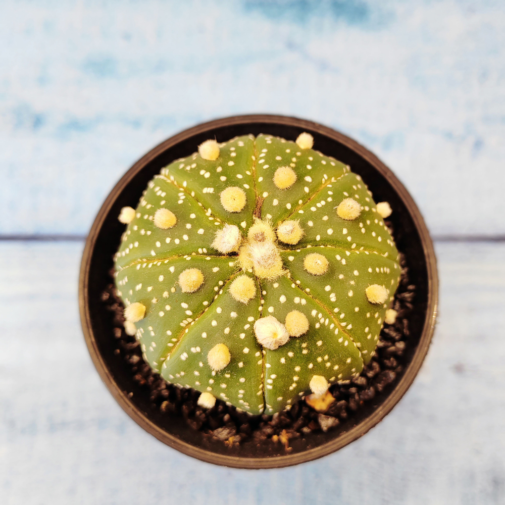 Astrophytum Asterias (Астрофитум)