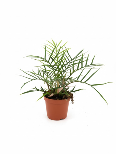 Филодендрон Christmas tree д.12