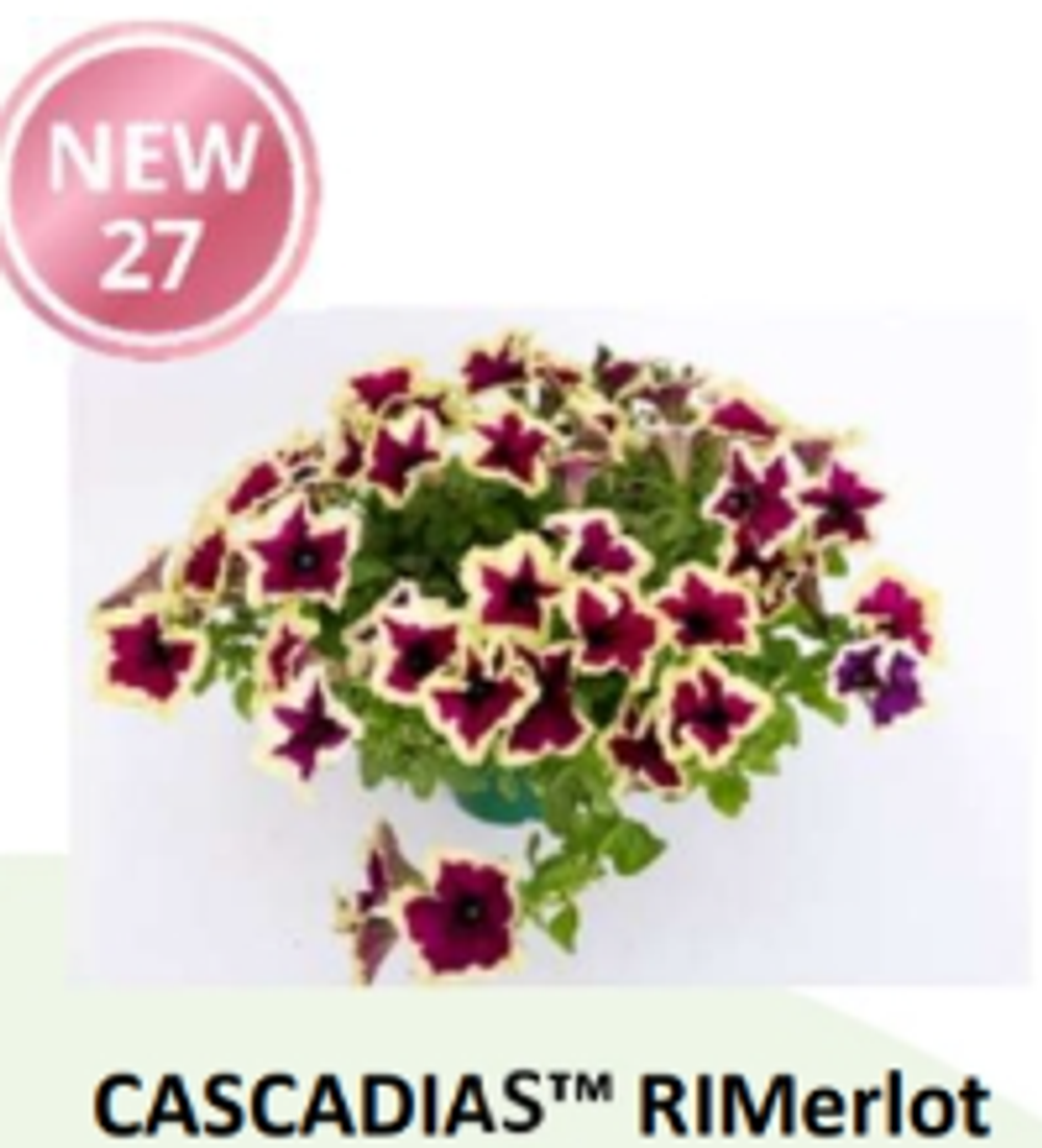 НОВИНКА 2027 ЕВРО Петуния CASCADIAS RIMerlot ЕВРО укорененный черенок СЕРЕДИНА НОЯБРЯ поставка 1