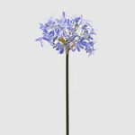 Агапантус индиго 60 см