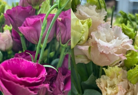 5 веточек эустомы в упакрвке