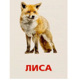 Обучающие карточки по методике Г. Домана "Дикие животные" 1716777