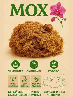 Мох Сфагнум