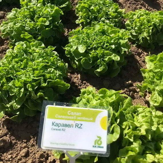 КАРАВЕЛ семена салата Rijk Zwaan цена – фото 2