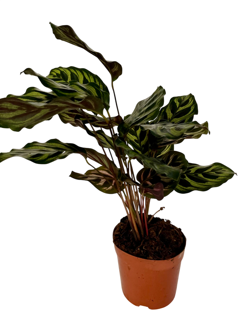 Калатея Peacock д.11