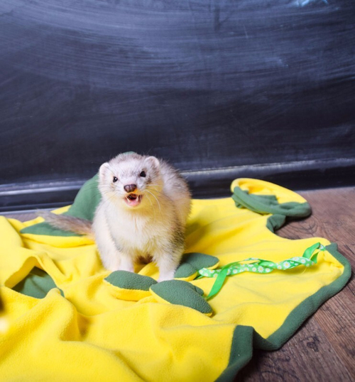 Игровой комплекс для хорьков