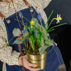 131. Весенняя романтичная композиция с луковичными мускари и нарциссами