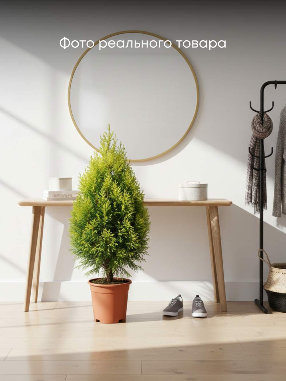 Кипарисовое дерево д.11