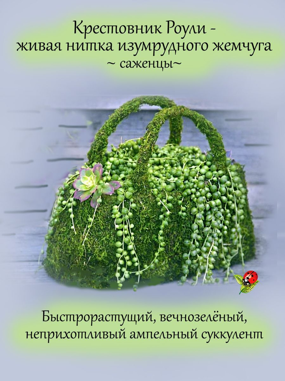 Крестовник Роули ампельный