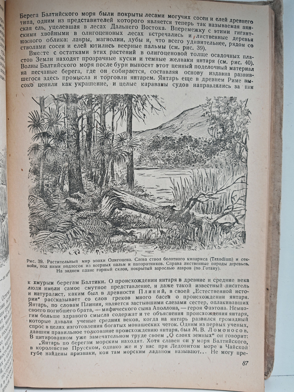 История растительного мира СССР