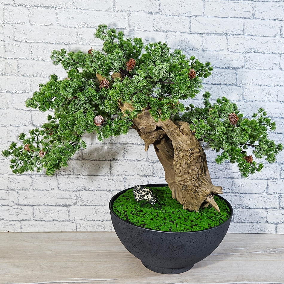 Бонсай Кипарис 70см на натуральном стволе