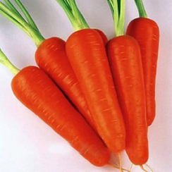 Кентавр семена моркови курода/шантане (Гавриш)