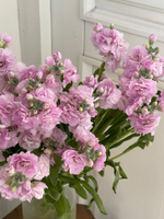 Маттиола кустовая в розовом оттенке