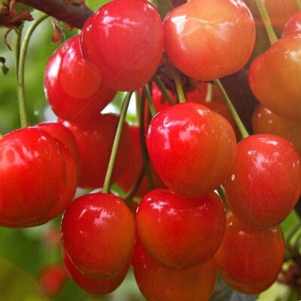 Черешня Брянская розовая (ОКС)