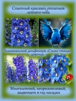 Дельфиниум Синяя Птица Blue Bird