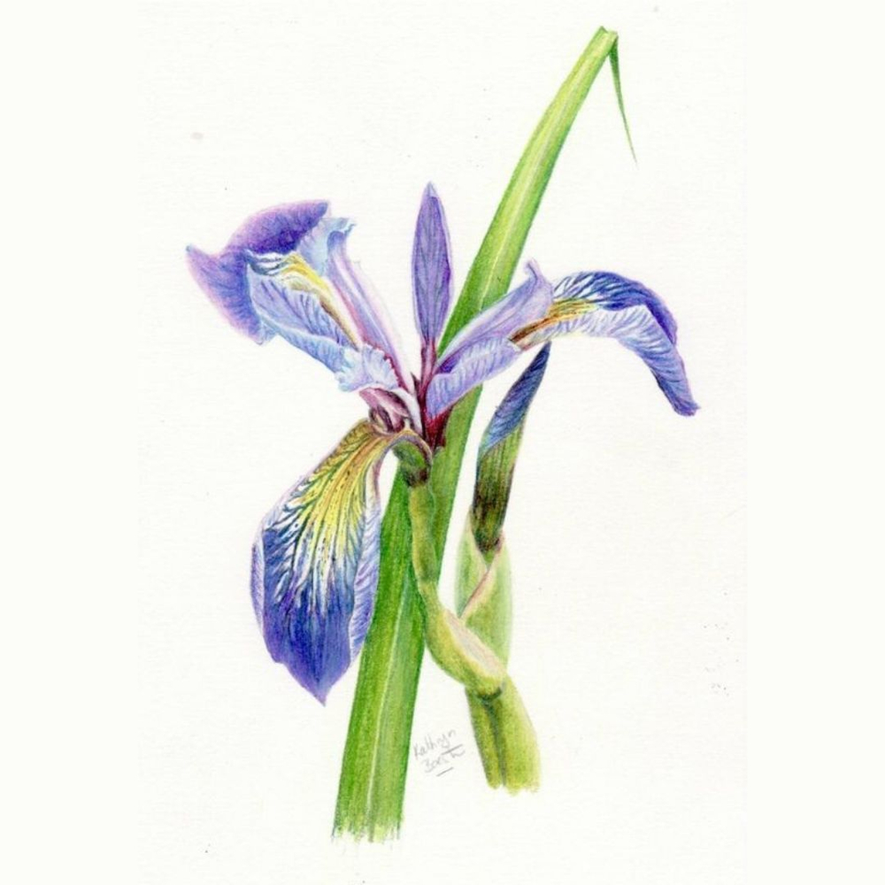 Набор акварельных цветных карандашей Derwent Academy 12 цветов