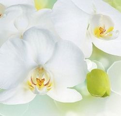 Стеновая панель 2800*610*6 (SP-213 глянец)