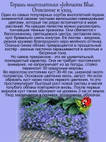 Герань Джонсонс Блю многолетняя
