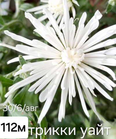 САЖЕНЦЫ ХРИЗАНТЕМЫ МУЛЬТИФЛОРА ТРИККИ УАЙТ №112