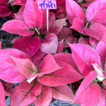 Аглаонема KAM FAH / PINK FLOWER