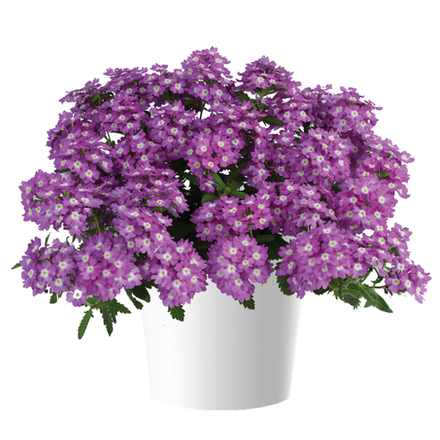 ЕВРО Вербена Verbena Vanessa Optic Grape укор черенок декабрь