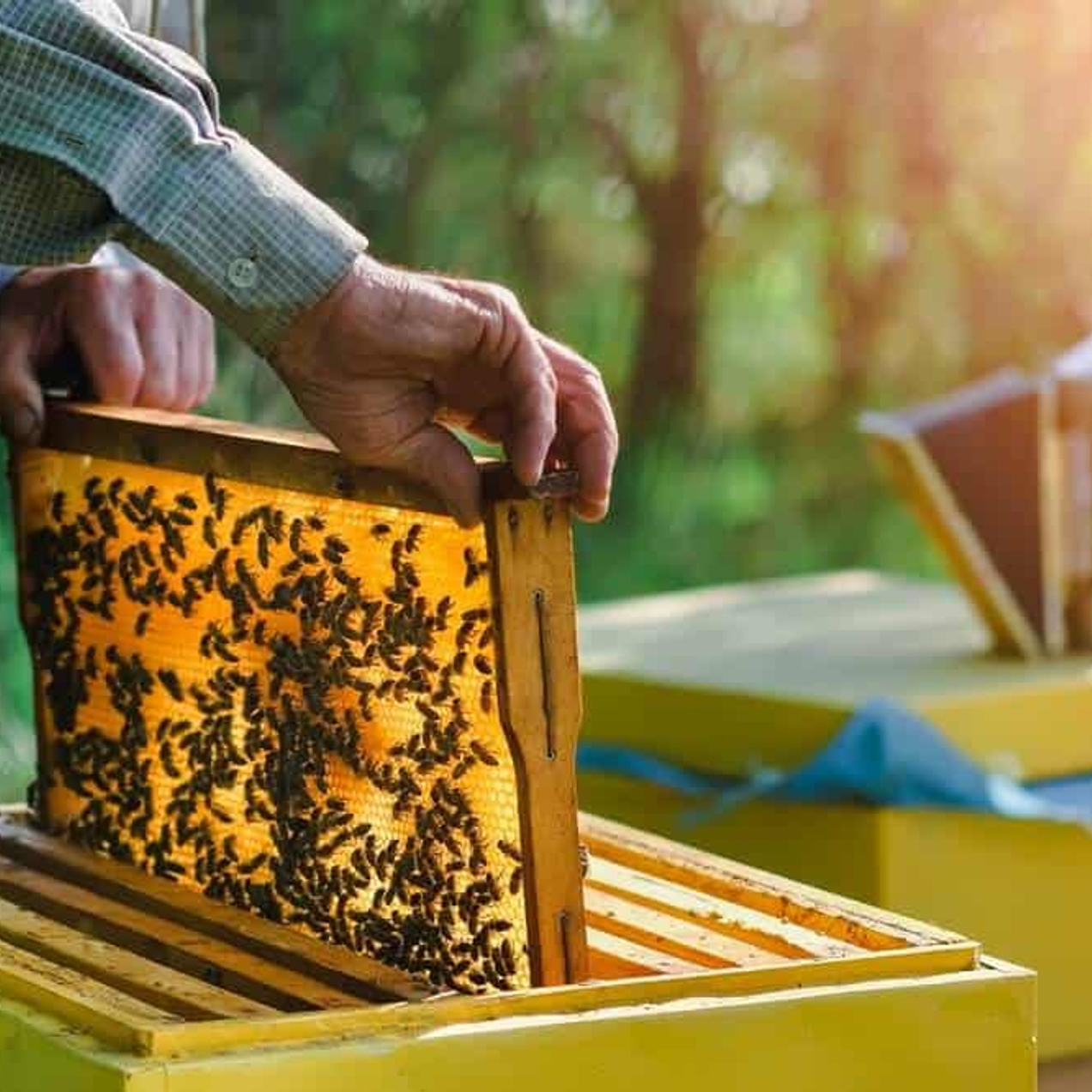 Добро пожаловать на сайт любителей пчеловодства!