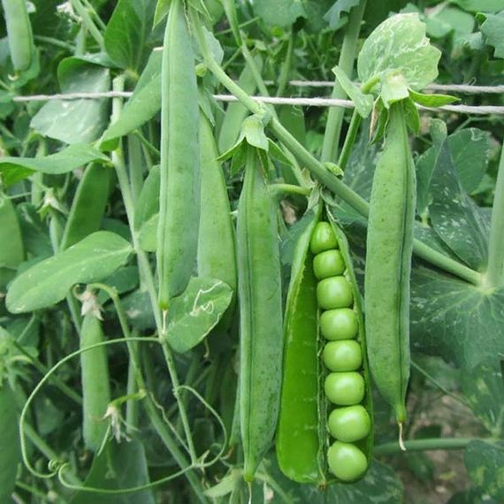 Преладо семена гороха (Syngenta / ALEXAGRO) культура