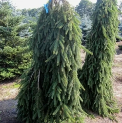 Ель обыкновенная Инверса Р9 10-15см Закупка М62 апрель-май 2026