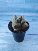 Astrophytum Myriostigma monstrosa (Астрофитум)
