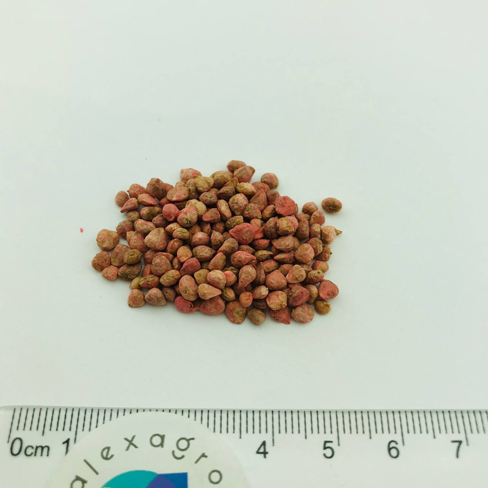 Пума F1 семена шпината (Rijk Zwaan / ALEXAGRO) семена