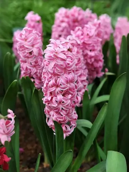 Гиацинт Ибис