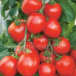 Томат Гюзель F1  1000 (семян)