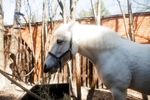 Horse Party