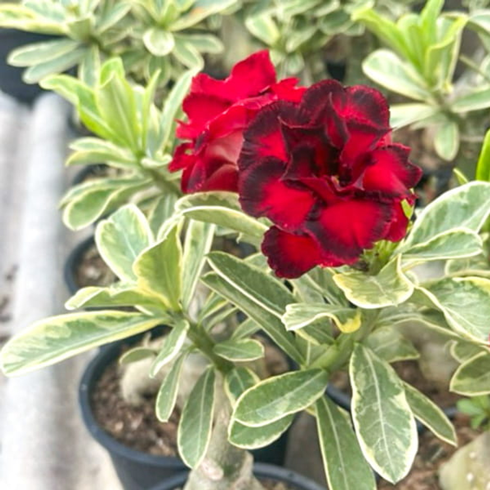 Адениум вариегатный WONDERFUL RED VAR