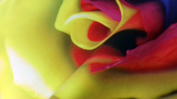 Микровелюр Xpoint (Икспоинт) 0049.01 Роза цветная купон