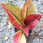 Аглаонема MAHA HENG