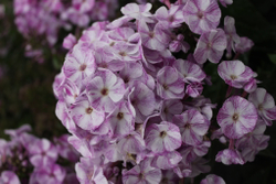 Флокс метельчатый Фрикли Перпл Шейдес / Freckle Purple Shades