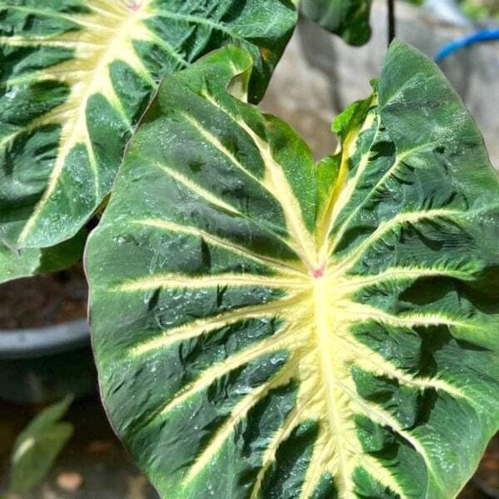 Колоказия WATERMELON PRINCESS