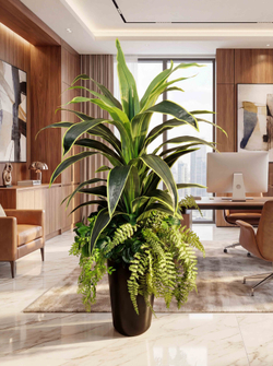 Композиция Интерьерная с драценой королевской в высоком кашпо