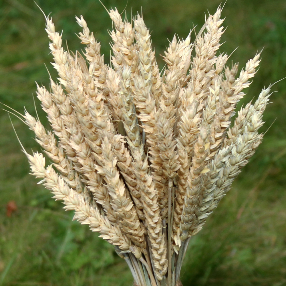 Букет сухоцветов Пшеницы 40х18 см