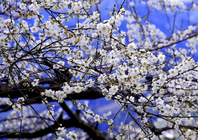 Фото на стекле "Весеннее цветение сливы" Декор для дома, подарок
