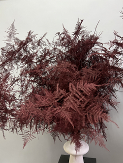 Аспарагус Veren бургунди 1 шт