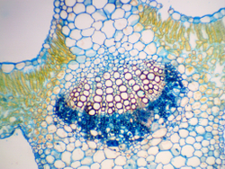 Видеоокуляр ToupCam UCMOS05100KPA
