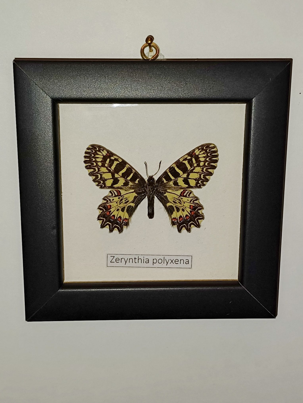 Поликсена в рамке