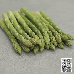 Бахус F1 семена спаржи (Bejo / Бейо)